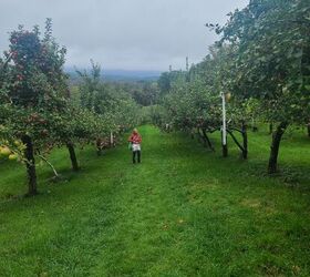 air fryer apple chip recipe, Photo Credit The Sifted Field