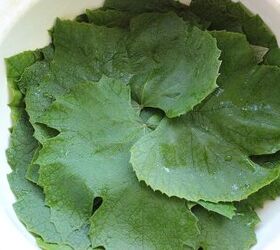 dolma recipe make delicious turkish grapevine rolls at home in 1 hour, grapevine leaves for dolma