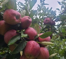 air fryer apple chips recipe, Hudson Valley Apple Picking